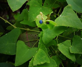 蛇退草的奥秘，从野草到诱鱼神器的加工全攻略