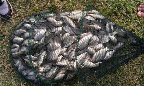 如何制作美味的白鳝钓鱼饵料