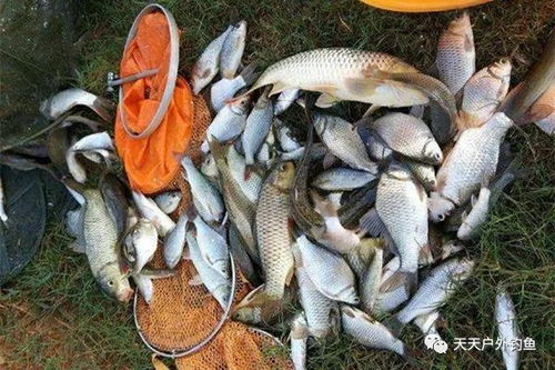 钓鱼饵料虾粉怎么用最好?这5种方法让鱼儿疯狂咬钩!