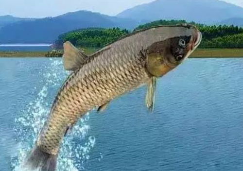 两广钓鱼饵料怎么选？掌握这5大关键，鱼获翻倍不是梦！