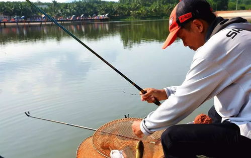 万能钓鱼饵料怎么配？从原理到实战，教你打造钓鱼高手的终极饵料秘籍！