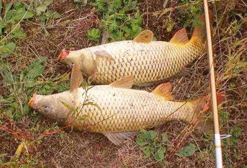 如何制作刺眼鱼的钓鱼饵料，一步步详细指南