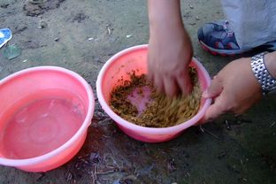 钓鱼饵料散弹怎么办？5分钟教你自制超强粘性饵料，附视频教程！