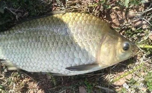 鱼钓饵料怎么甩杆最好用，掌握这5个技巧，鱼获翻倍