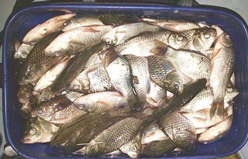 钓鱼饵料捏制全攻略，用量与技巧大揭秘