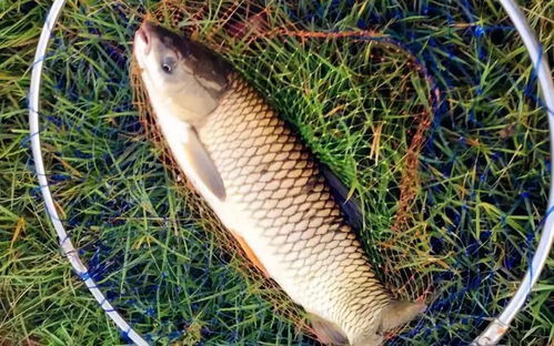 钓鱼饵料醒饵要怎么醒？超详细步骤让你鱼获翻倍！