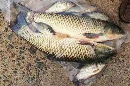 黄河钓鱼饵料调漂全攻略，从新手到高手的秘诀