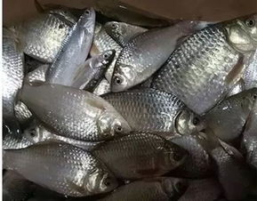 钓鱼饵料开太多怎么办？这些应急处理方法帮你解决难题