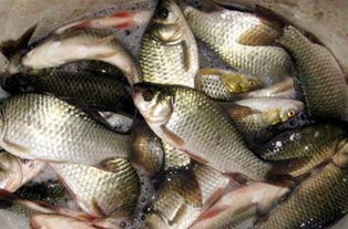 桂鱼杆怎么选择好钓鱼饵料