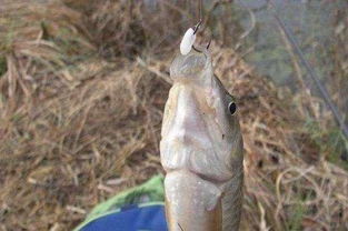 懒虫子野钓饵料使用指南，轻松上钩，快乐垂钓！