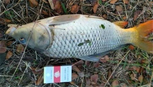 免运费钓鱼饵料怎么用？超详细视频教程，轻松提升你的钓鱼成功率！