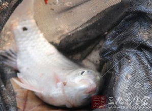 自粘钓鱼饵料的使用秘籍，让鱼儿主动上钩的终极技巧