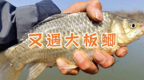 红种麦子钓鱼饵料怎么配？这份详细指南让你轻松上鱼