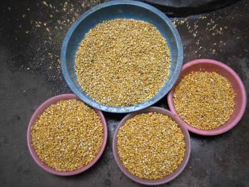 大河排钩钓鱼饵料怎么配？专业配方与技巧全解析