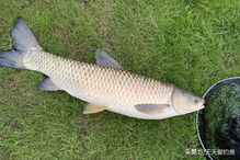 浮萍钓鱼饵料的使用方法，从准备到实战的全面指南