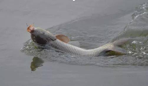 野钓巨物，饵料选择与钓技全攻略