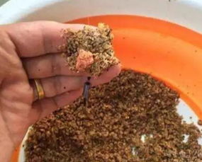 乌拉鱼钓鱼饵料使用秘籍，从新手到高手的实战指南