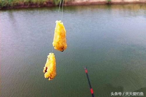 蚯蚓怎么泡制钓鱼饵料视频，从入门到精通的完整指南