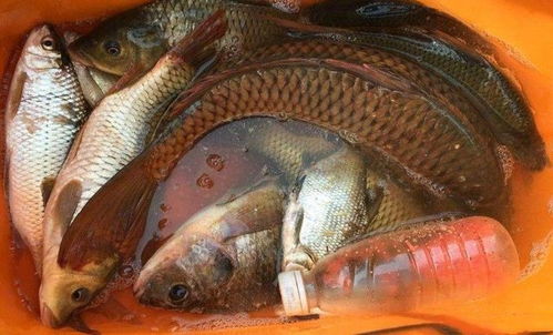 黄糖钓鱼饵料制作，简单易学的钓鱼技巧