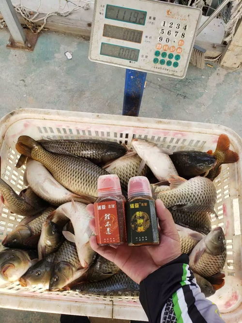 黑驴饵料钓鱼秘籍，手把手教你用视频轻松爆护！