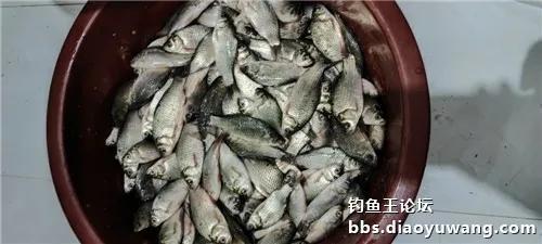夏秀钓鱼饵料怎么用最好