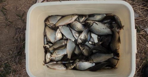 自制鱼干子钓鱼饵料，简单易行的钓鱼技巧