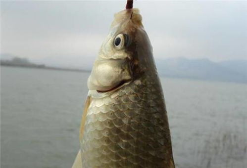 自制蚯蚓假饵，钓鱼饵料的终极秘籍，轻松吸引鱼群上钩！