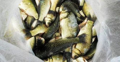 野钓蓝鲫饵料搭配，从基础到精通的全方位解析