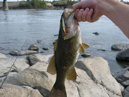 3天学会钓鱼直播卖饵料，轻松月入过万！