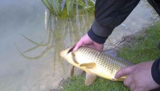 钓鱼饵料很稀怎么办，调漂技巧全解析