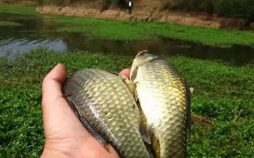 笋子钓鱼饵料，从山野到鱼钩的美味诱惑