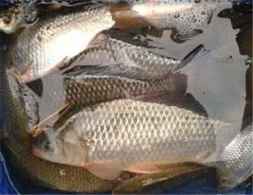 真鲫鱼垂钓秘籍，自制饵料的科学配方与实战技巧