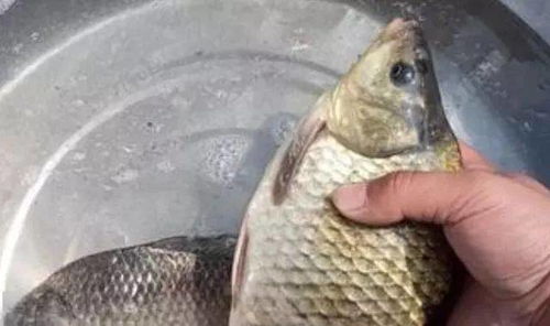 风口钓鱼饵料选择秘籍，看完这个视频你也能钓大鱼！