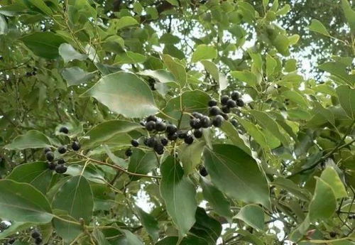 香樟树果子，钓鱼高手的秘密武器