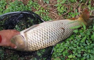 至尊鲤钓鱼饵料使用方法图解，一步步教你如何钓鱼