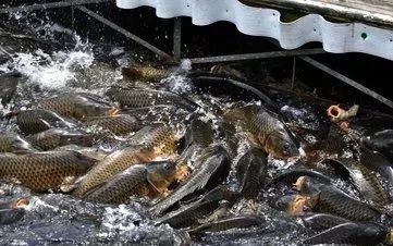 为什么撕碎的饵料鱼更爱吃？钓鱼饵料处理全攻略