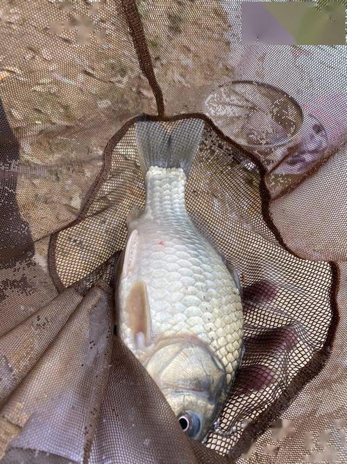 钓鱼篓子放鱼饵料的正确方法