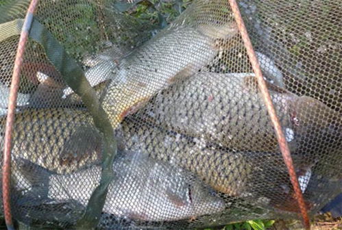 野钓秘籍，天然饵料的使用全攻略