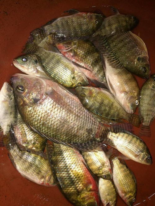 黑坑钓鱼，选对鱼竿和饵料，事半功倍！