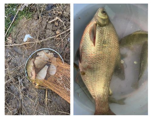 钓鱼饵料金砖秘制配方，黄金比例打造诱鱼利器，轻松钓获大鱼！