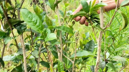 冬青子泡饵全攻略，从传统秘方到实战技巧