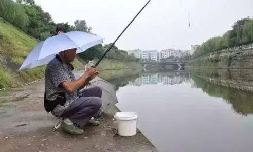 上庄钓鱼饵料怎么样？深度解析与实战评测