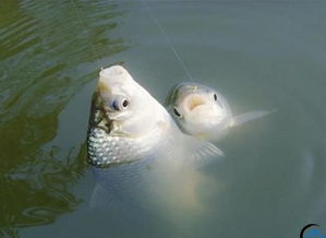 手竿钓海鱼饵料全攻略，从入门到精通