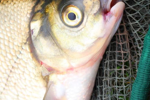 野钓罗非鱼饵料使用全攻略