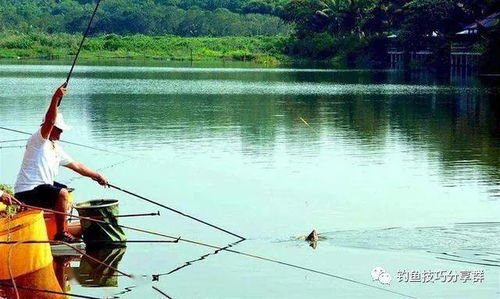 钓鱼饵料为何像铅皮？原因与解决方法