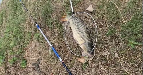 秘制玉米饵料，自制钓鱼神器，三天上钩！