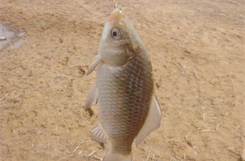 用假鱼作饵，钓上大鱼的秘密