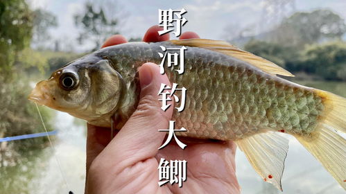 黑头鱼难钓?饵料选择是关键! 黑头鱼难钓?饵料选择是关键!