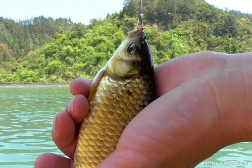 钓鱼饵料气味大怎么办?5种实用解决方案助你提升钓获 钓鱼饵料气味大怎么办?5种实用解决方案助你提升钓获