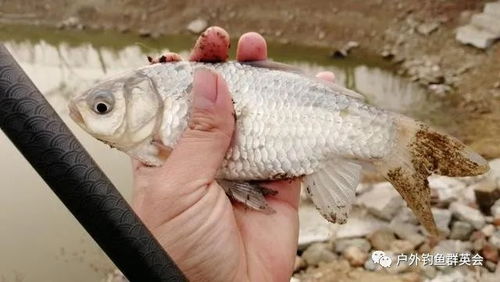 创佳钓鱼饵料调配秘籍，提升你的垂钓成功率